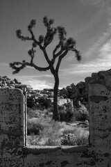 Joshua Tree National Park, California.