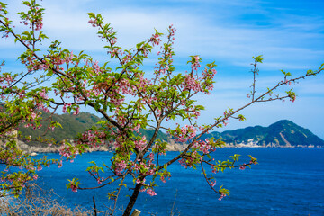 津久見の河津桜