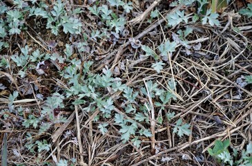 田舎道のよもぎ　薬効　ハーブ　春