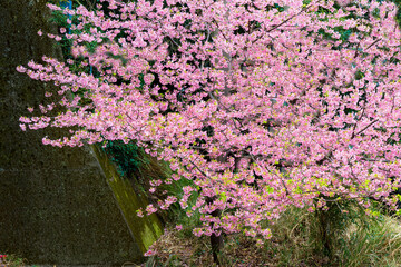 津久見の河津桜