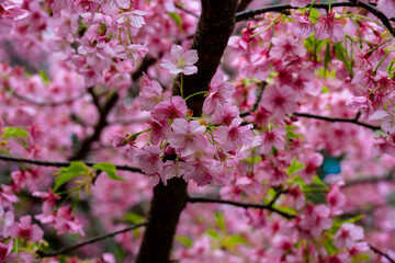 Obraz premium 津久見の河津桜