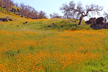 Early Spring With Trees and Wild Flowers in Central California Part 3