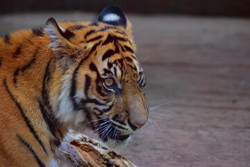 Portrait of a bengal tiger