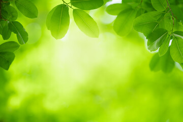 Beautiful nature view green leaf on blurred greenery background under sunlight with bokeh and copy...