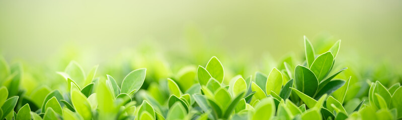 Closeup of green nature leaf on blurred greenery background in garden with bokeh and copy space using as background cover page concept.