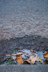 leaves in water