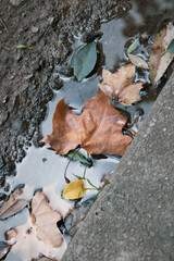 autumn leaves on the ground