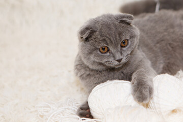 a lop-eared Scottish cat plays with balls of yarn. An animal on a white background. fun for pets