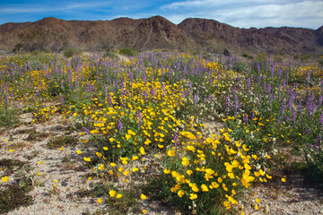 Super bloom Wildflowers, Joshua Tree National Park, California