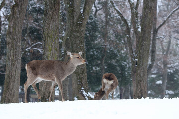 奈良公園　鹿　冬　