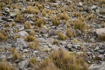 moss on the rocks plants 