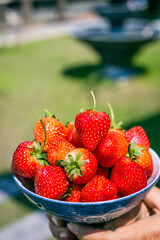 Fresh sweet strawberry isolated on bright sun and many strawberries background. Sun is shining brightly