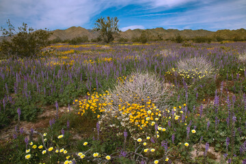 Super bloom Wildflowers, Joshua Tree National Park, California