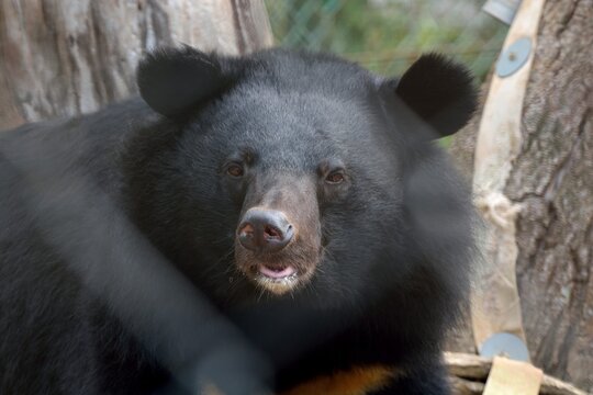 Taiwan black bear (Ursus thibetanus formosanus) in Hsinchu Zoo, Taiwan.