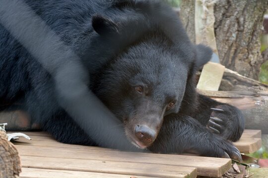 Taiwan black bear (Ursus thibetanus formosanus) in Hsinchu Zoo, Taiwan.