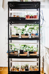 Indoor Garden Plant Starts under Lights