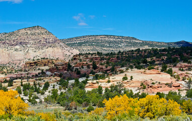 USA, Colorado, Cortez. Trail Canyon, grazing horses.