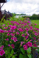 花壇のピンク色　可愛い花