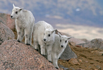 Fototapeta na wymiar USA, Colorado, Mount Evans. Mountain goat kids playing King of the Boulder.