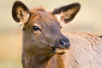 USA, Colorado, Rocky Mountain National Park. Portrait of female elk.