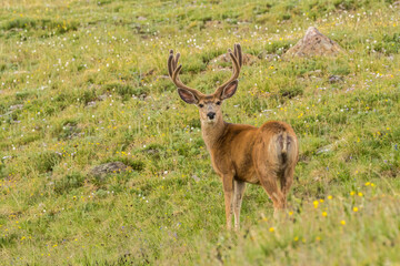Naklejka na ściany i meble USA, Colorado, Rocky Mountain National Park. Mule deer buck with velvet antlers.