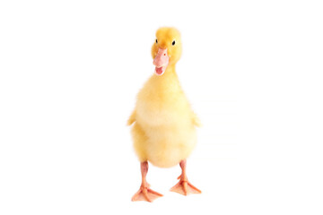 One newborn duckling on a white isolated background.