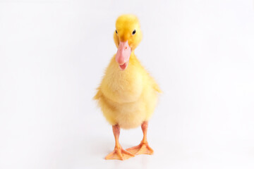 One newborn duckling on a white isolated background.