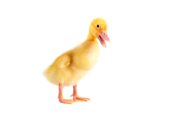 One newborn duckling on a white isolated background.