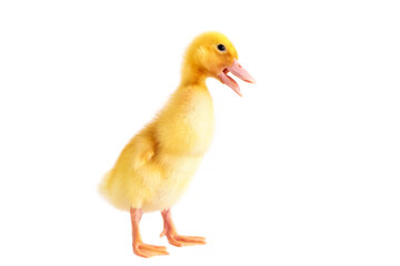 Yellow duckling on a white isolated background.