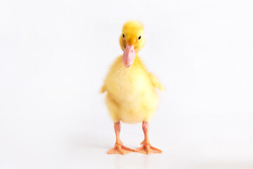 Yellow duckling on a white isolated background.