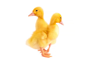 Two yellow ducklings on a white isolated background.