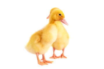 Two yellow ducklings on a white isolated background.