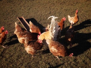 Free range brown laying hens and white rooster in green grass walking and feeding