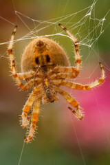 USA, Colorado, Jefferson County. Orb-weaver spider close-up.