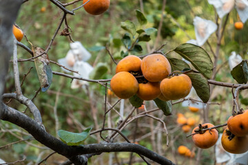 persimmons on the tree