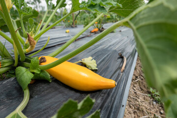 farm of colorful zucchini