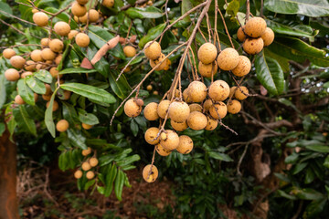fruits of logan in the trees