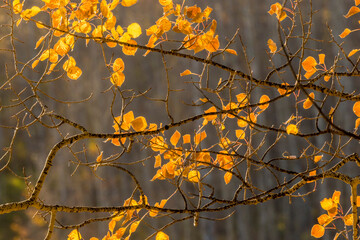 USA, Colorado, Gunnison National Forest. Backlit aspen tree leaves in autumn.