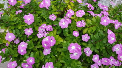 Planta Catharanthus roseus (Vinca)