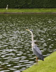Naklejka premium Heron