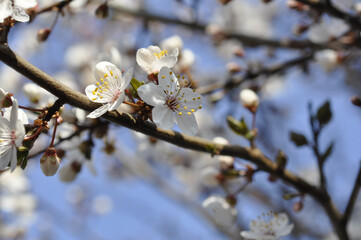 Cherry Blossom