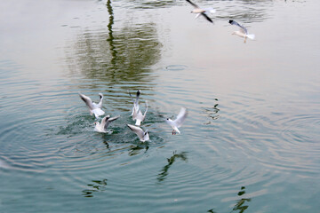 Dancing Birds