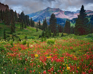 USA, Colorado, LaPlata Mountains. Wildflowers in mountain meadow.