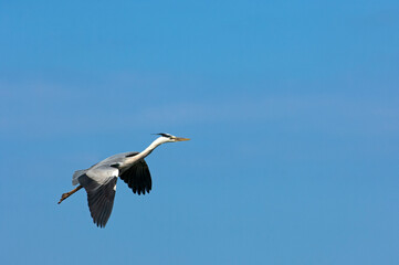 Fototapeta na wymiar Grey Heron, Camargue, France