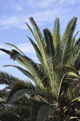 Palm Tree