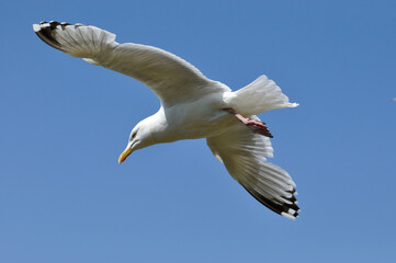 Seagull In Etretat, Normandy, France