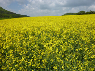 Obraz premium Rape Field