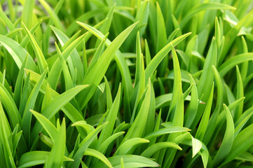 Green Grass