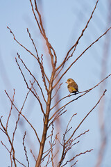 European Greenfinch Carduelis Chloris Ona Tree In Springs