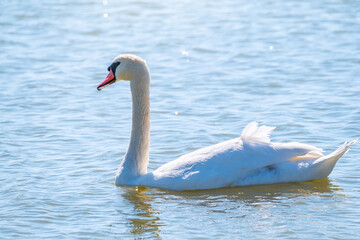 Graceful white Swan swimming in the lake, swans in the wild. Portrait of a white swan swimming on a lake.